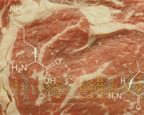 Lysine
