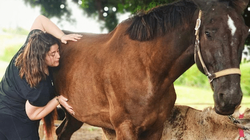 Harmonie et bien-être pour vos compagnons à quatre pattes