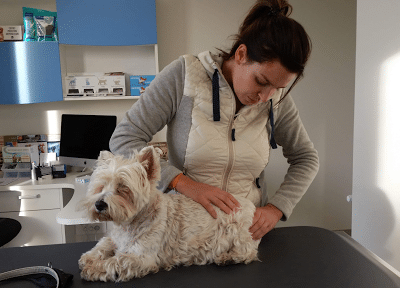 Ostéopathie pour animaux épanouis 🐾 Offrez-leur le bien-être qu'ils méritent !