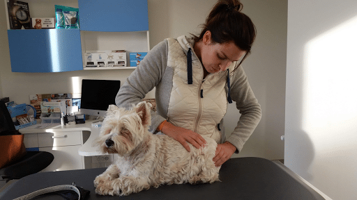 Ostéopathie pour animaux épanouis 🐾 Offrez-leur le bien-être qu'ils méritent !