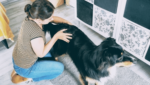 Ostéopathie douce pour le bien-être animal