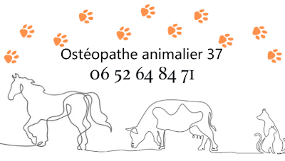 Ostéopathie pour vos compagnons bien-aimés santé et confort assurés