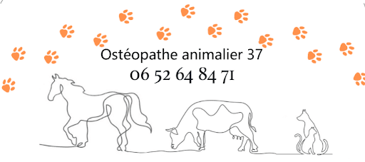 Ostéopathie pour vos compagnons bien-aimés santé et confort assurés