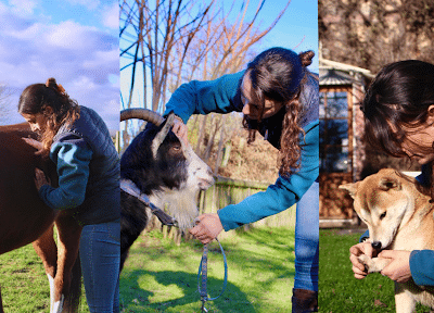 Ostéopathie animale douce pour le bien-être de vos compagnons 🐾✨