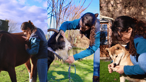 Ostéopathie animale douce pour le bien-être de vos compagnons 🐾✨