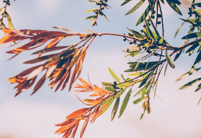 Éveillez votre esprit et transformez vos pensées avec notre approche psychologique bienveillante