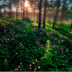 Elfe Saule