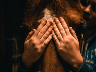 Ostéopathie animale pour un bien-être optimal