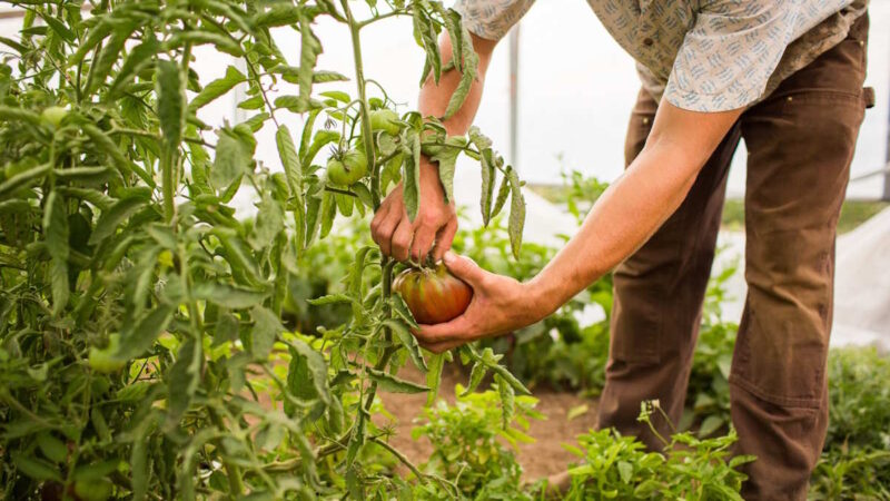 Une personne qui cueille une tomate à la main