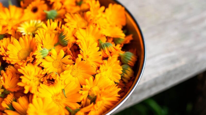 calendula