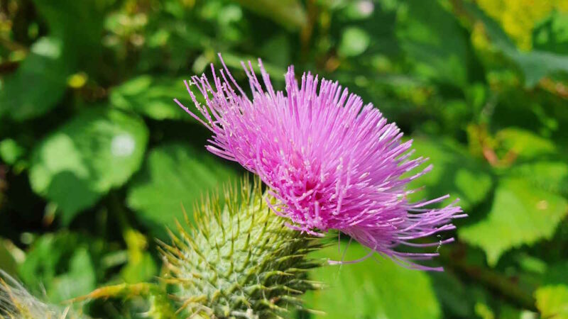 Une fleur de Chardon-Marie