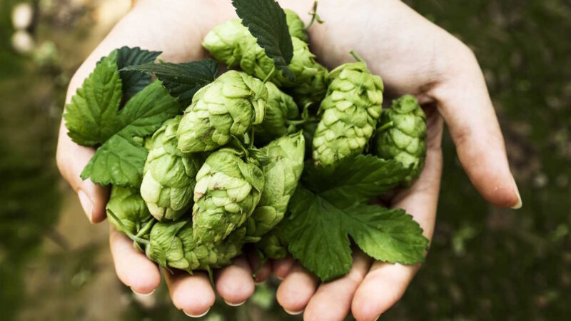 Des houblons dans une main