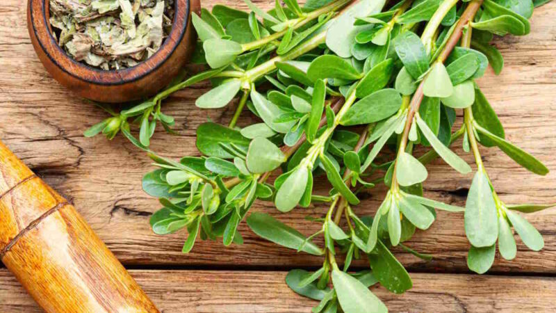 Des feuilles de pourpier